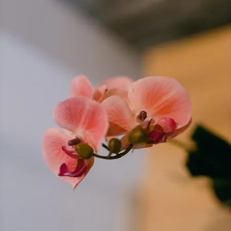 Backa Idila * Backi Gracac